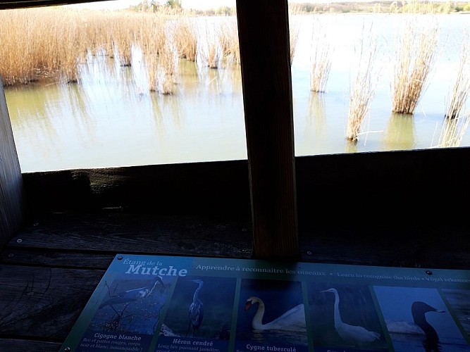 Observatoire à oiseaux de l'étang de la Mutche