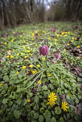Canoeing and kayaking on the Rhône river