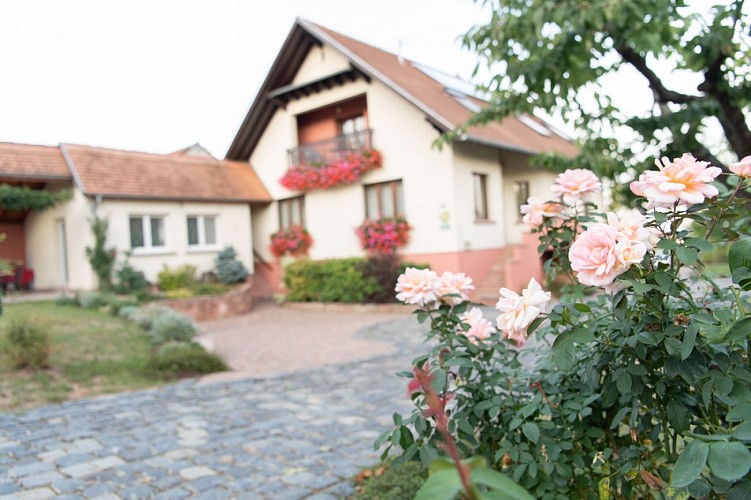 Rose des Vignes coté château