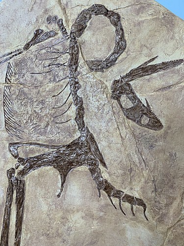 DinoFox Museo : musée des dinosaures