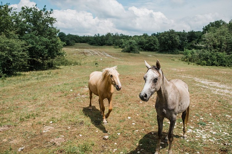 Espace Naturel Sensible de la Save : étang de Roche Plage et communaux de Thuile