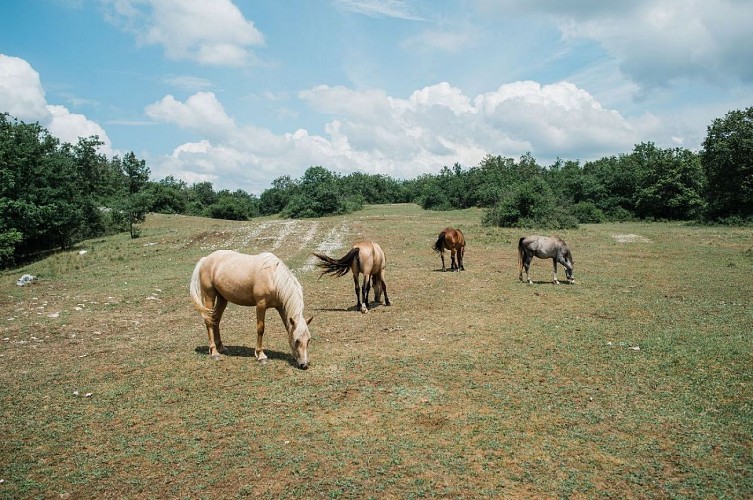 Espace Naturel Sensible de la Save : étang de Roche Plage et communaux de Thuile