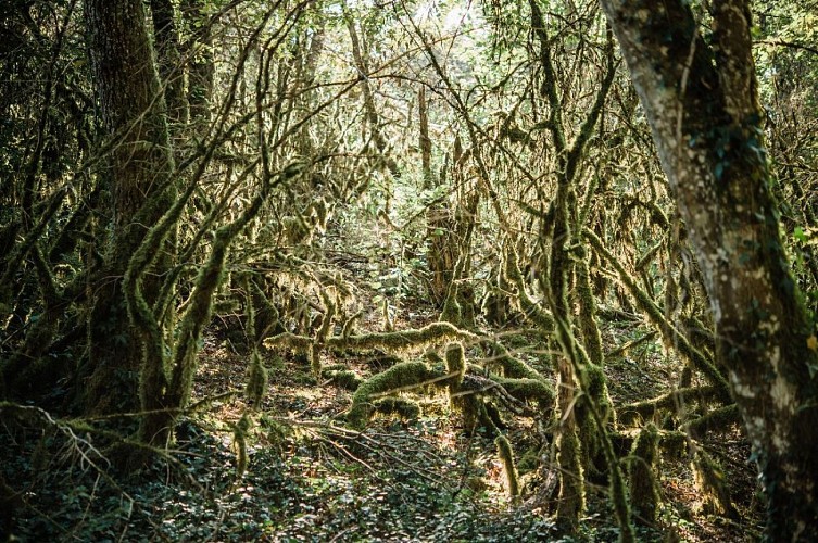Espace Naturel Sensible de la Save : étang de Roche Plage et communaux de Thuile