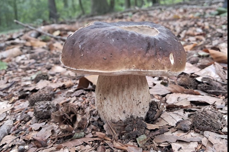 Capture d’écran 2025-10-31 155515