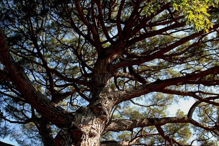 Maison des Frères/"Le Château" XVIIIème siècle