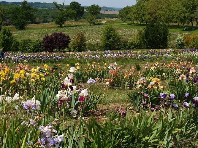 iriseraie-de-papon-laplume-destination-agen-tourisme