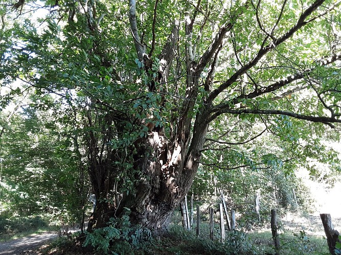 l’Arbre à Pain ou le Châtaignier huche