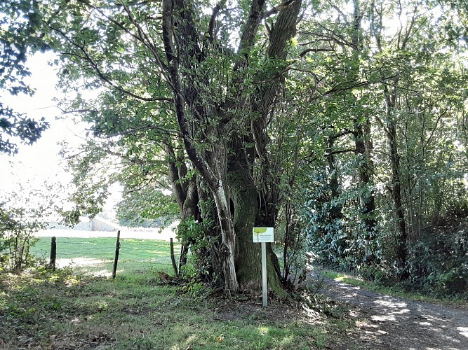 L'arbre à pain avec panneau