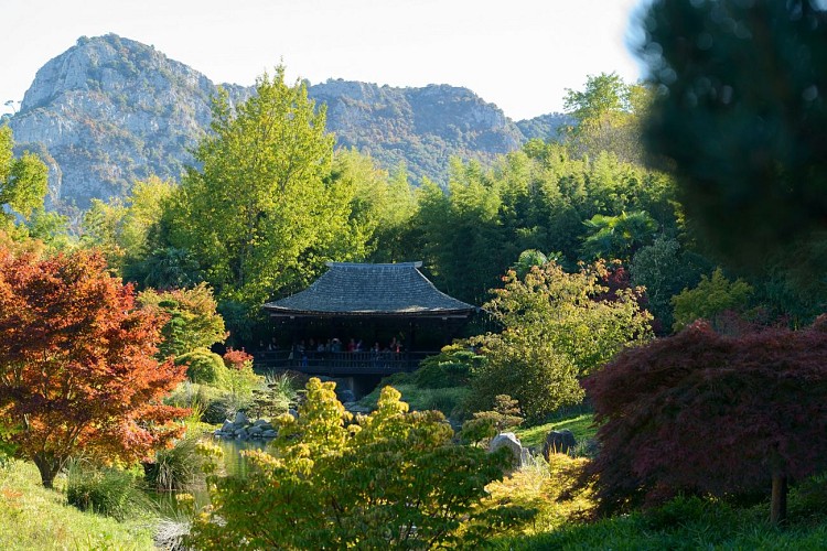 The Bamboo Grove in the Cévennes