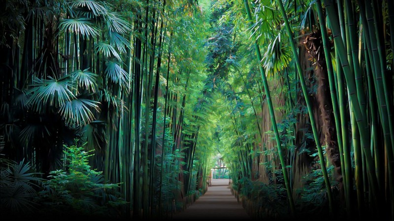 The Bamboo Grove in the Cévennes
