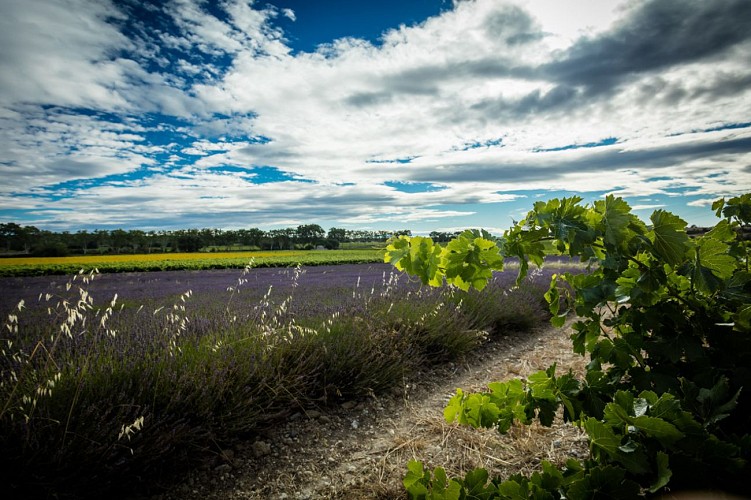 Les Collines du Bourdic - Bodega de Bourdic