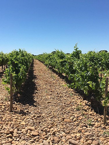 Domaine Tardieu Ferrand Wine Estate