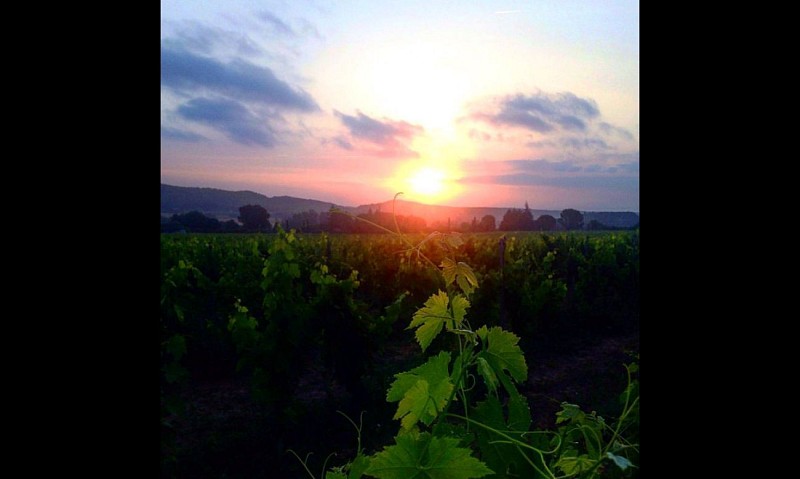 Domaine Reynaud Wine Estate