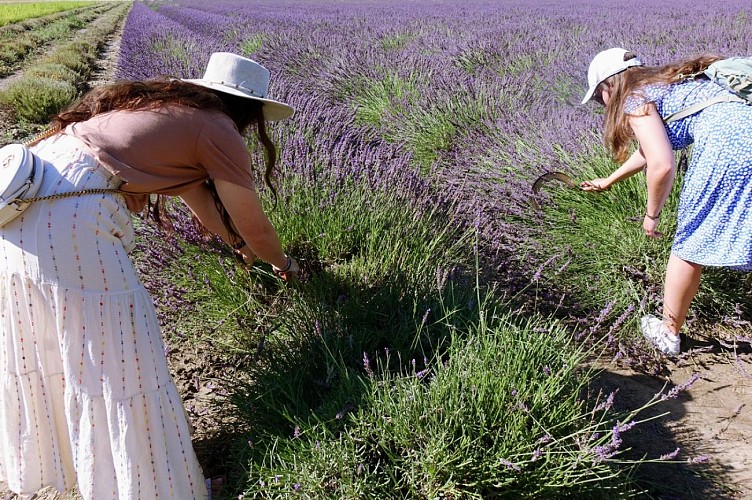 Un Mas en Provence