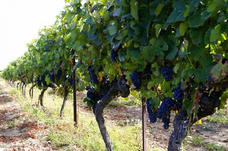 Domaine des Loubatieres