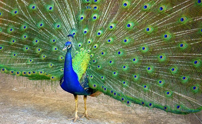 Dierentuin van Mialet