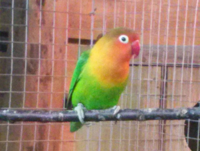 Dierentuin van Mialet