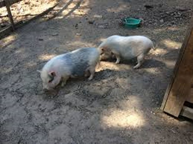 Dierentuin van Mialet