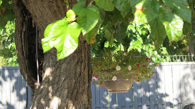 La Fontaine aux Poissons Rouges