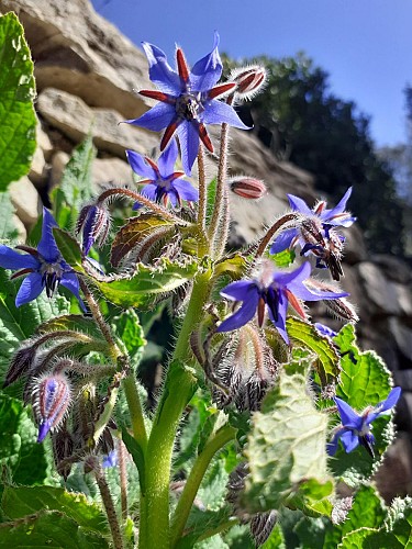 Les Jardins Ethnobotaniques de la Gardie