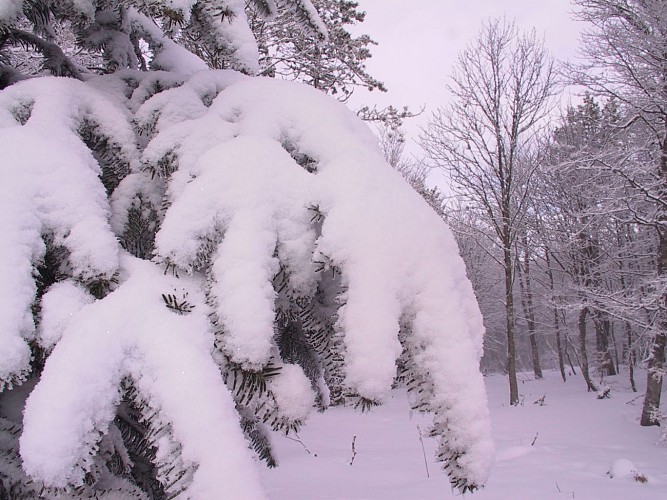 4ème Hivern'Aigoual trail