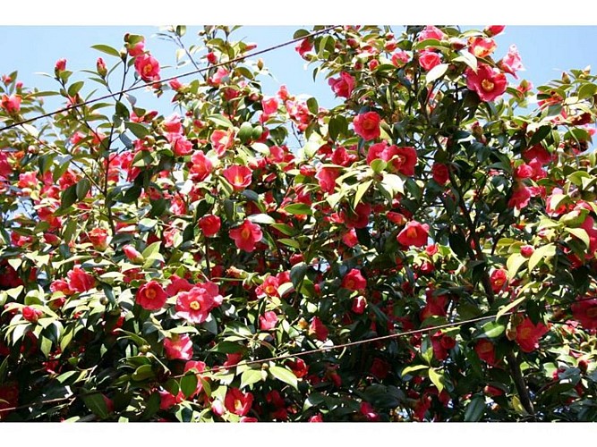 Parc Floral Les Camellias de la Prairie