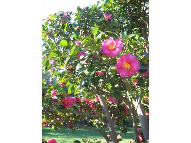 Parc Floral Les Camellias de la Prairie