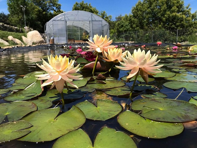 Titus, le Jardin des Nymphaeas