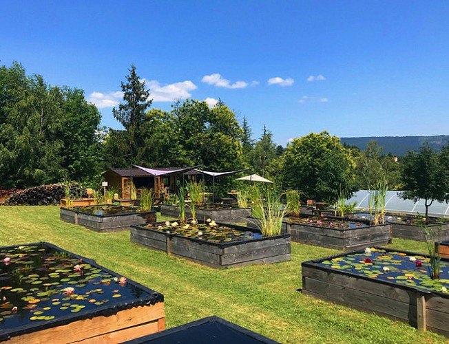 Titus, le Jardin des Nymphaeas