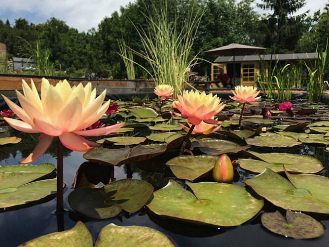 Titus, le Jardin des Nymphaeas