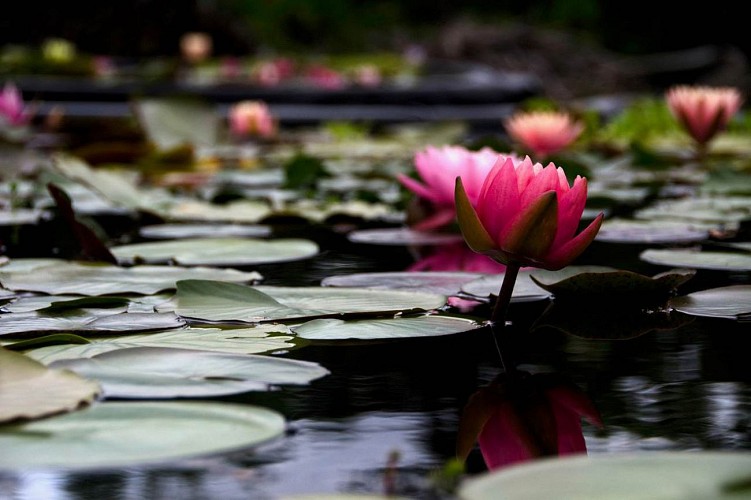 Titus, le Jardin des Nymphaeas