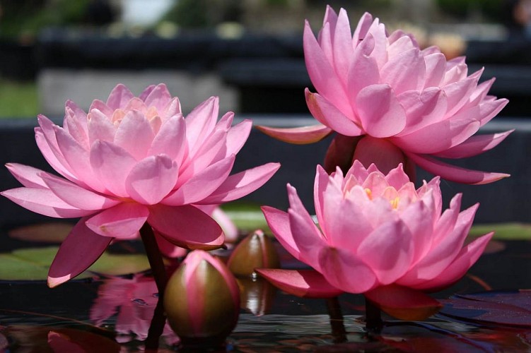 Titus, le Jardin des Nymphaeas