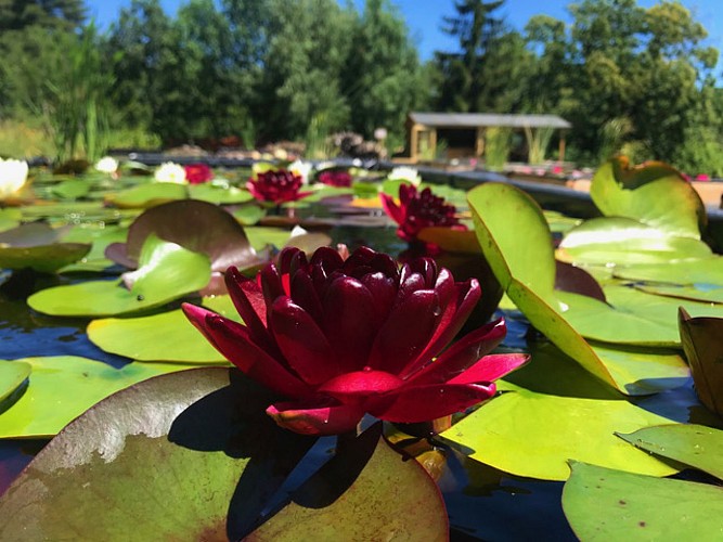 Titus, le Jardin des Nymphaeas