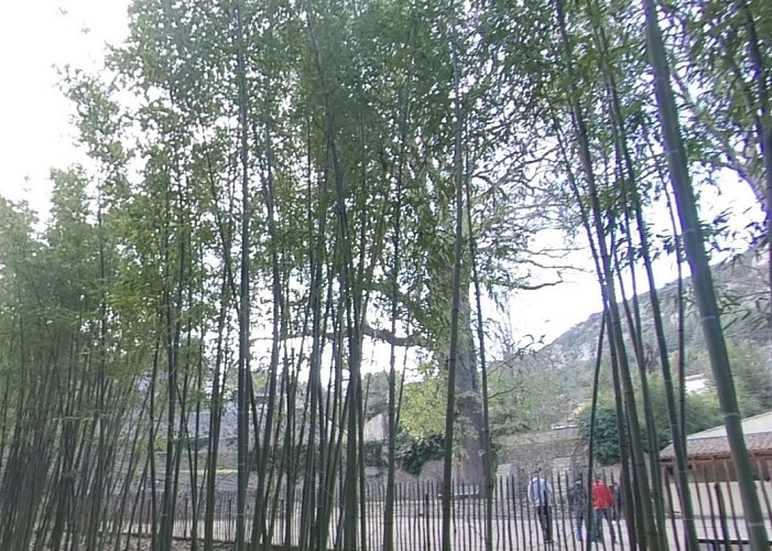 Le Chêne des Canaries d'Anduze