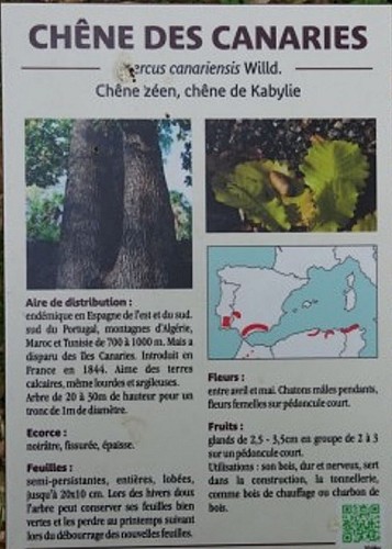 Le Chêne des Canaries d'Anduze