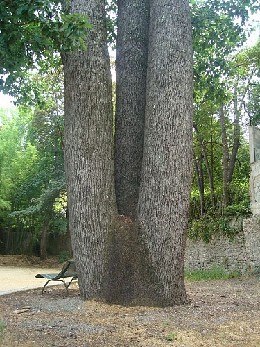 Le Chêne des Canaries d'Anduze