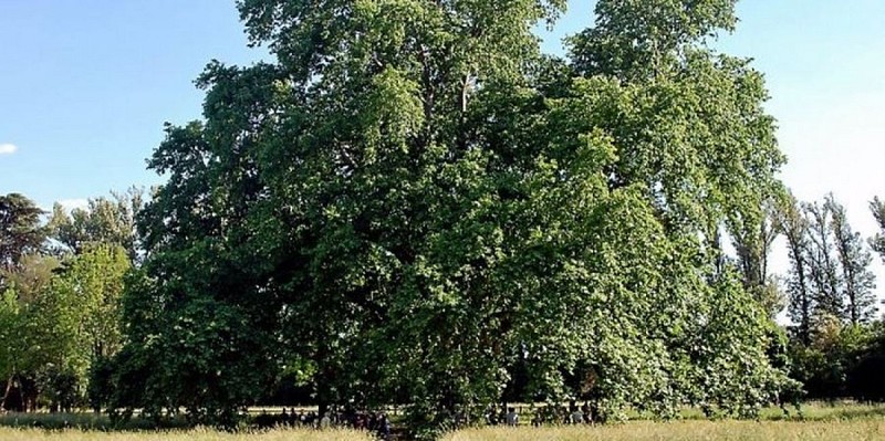 Le Platane Commun