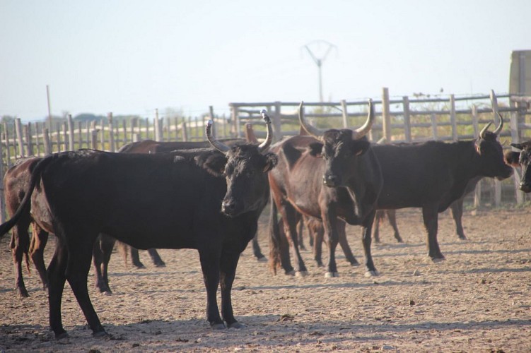 Manade del Mas de la Comtesse