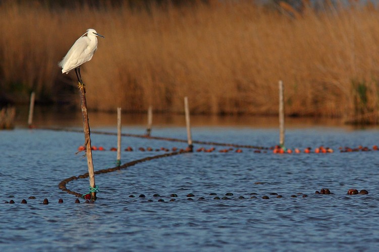 Sentier de découverte de la Marette - Maison du Grand Site de France Camargue Gardoise