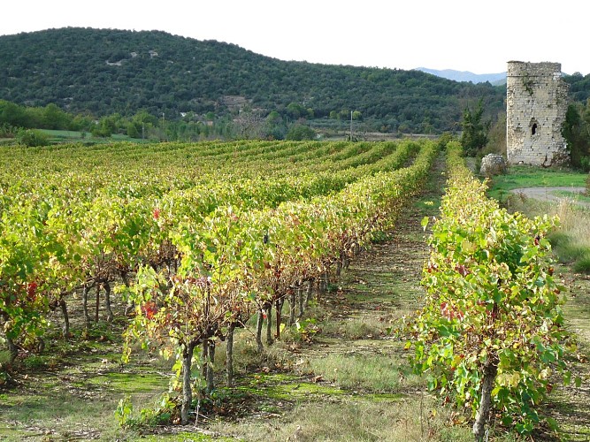 Jeux de vignes, je dis vin !