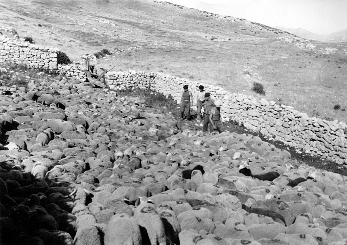 brebis, plateau de Suech - familles Maurel et Escudier 