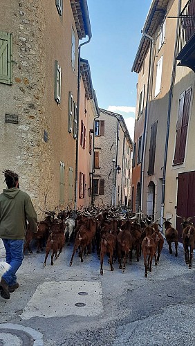 Troupeau de chèvres du Rove