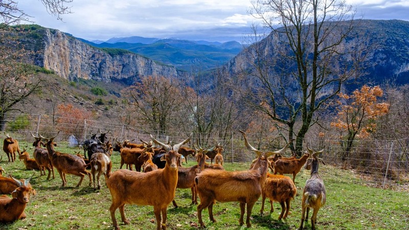 Troupeau de chèvres du Rove 