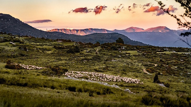 Plateau de Suech