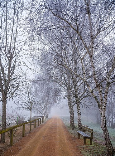 Chemin de halage Cercy sous la brume champagnat-2