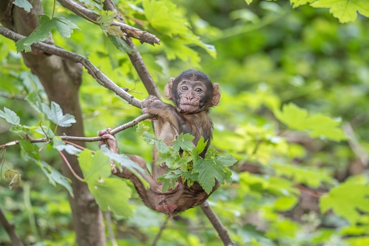 La Montagne des Singes