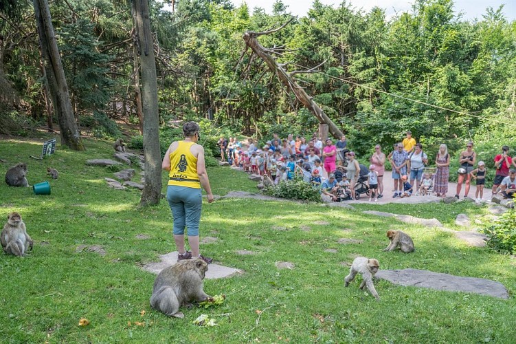 La Montagne des Singes