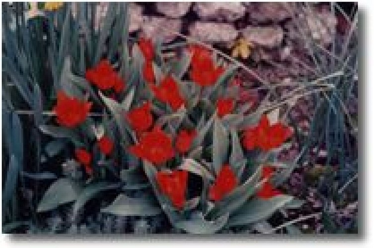 Jardin-darel-botanique