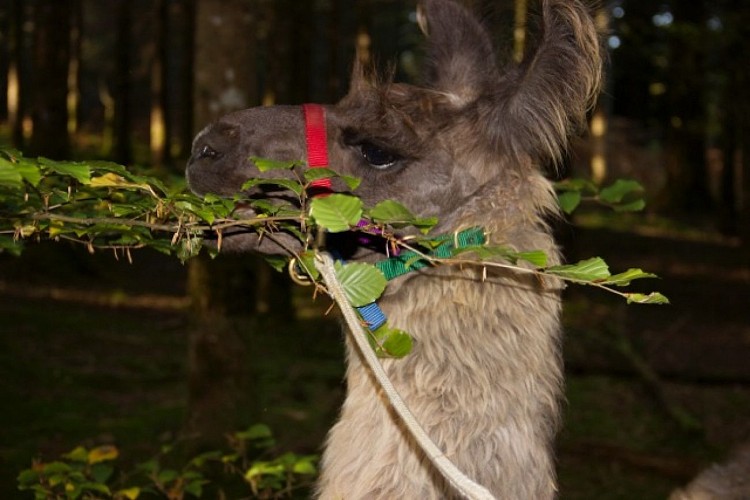 La Ferme de Lama'zière