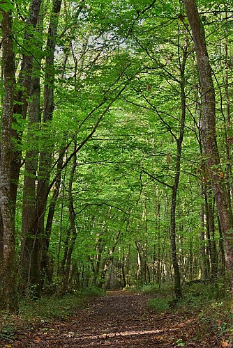 Forêt Domaniale de l'Armagnac à Betplan